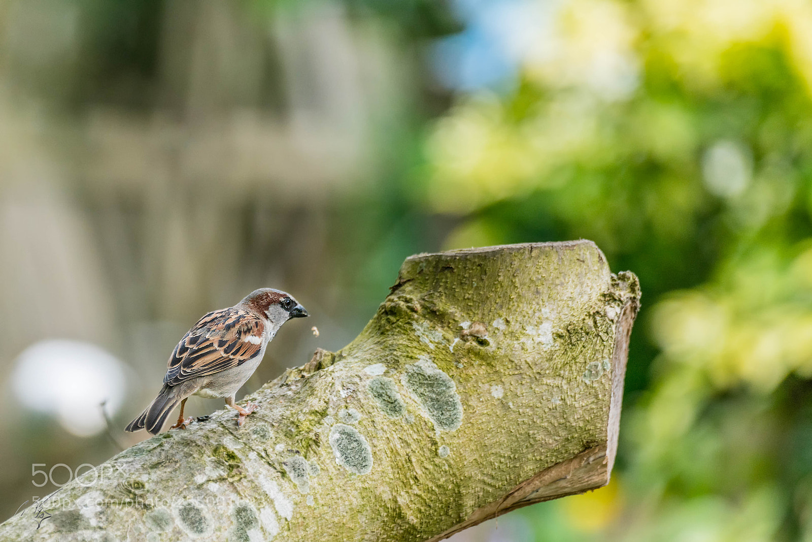 Sony a7R II sample photo. Sparrow photography