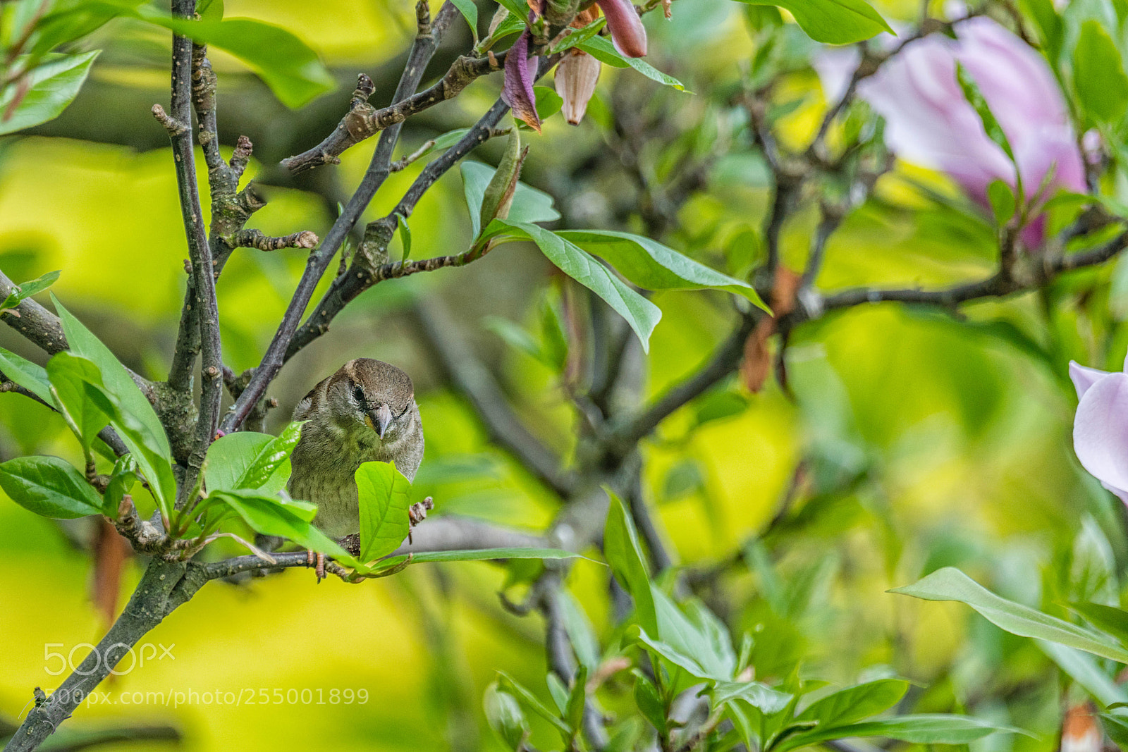Sony a7R II sample photo. Sparrow photography