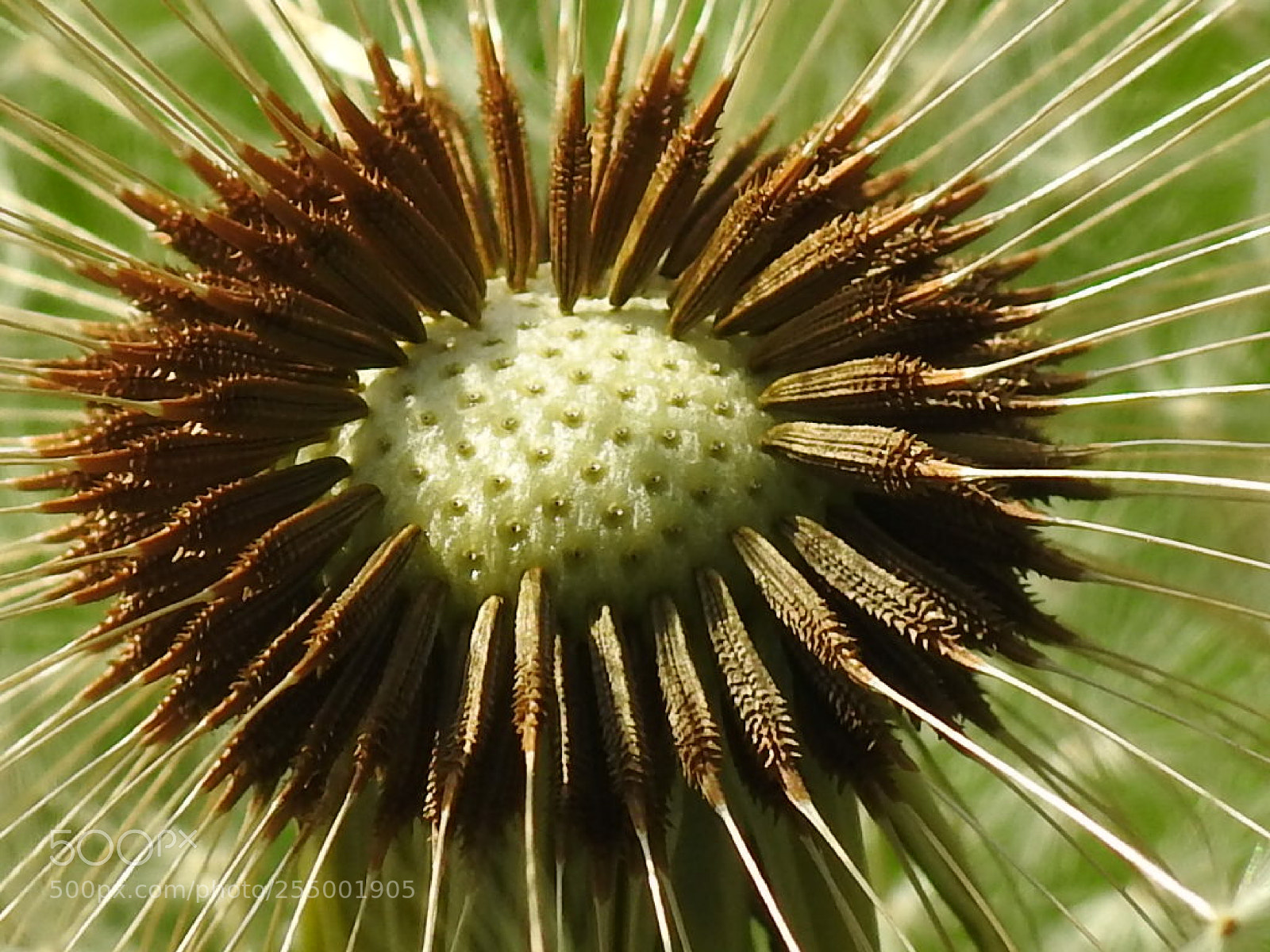 Nikon Coolpix P900 sample photo. Dundelion photography
