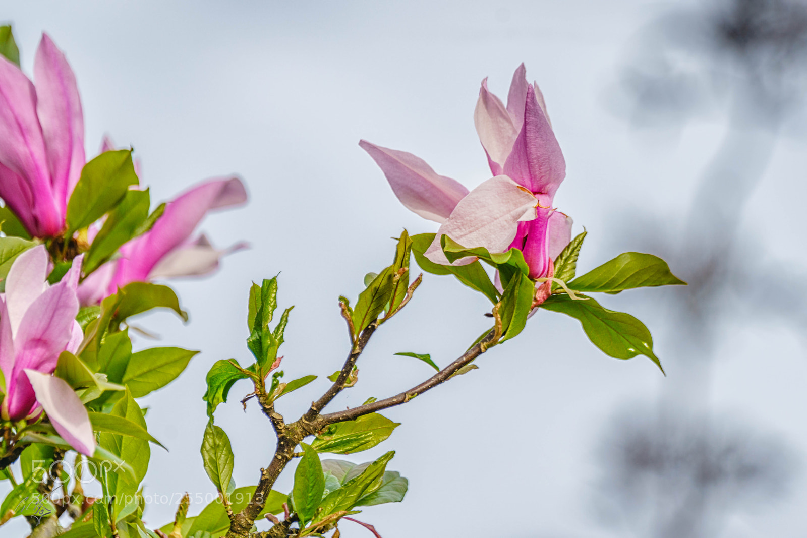 Sony a7R II sample photo. Magnolia photography