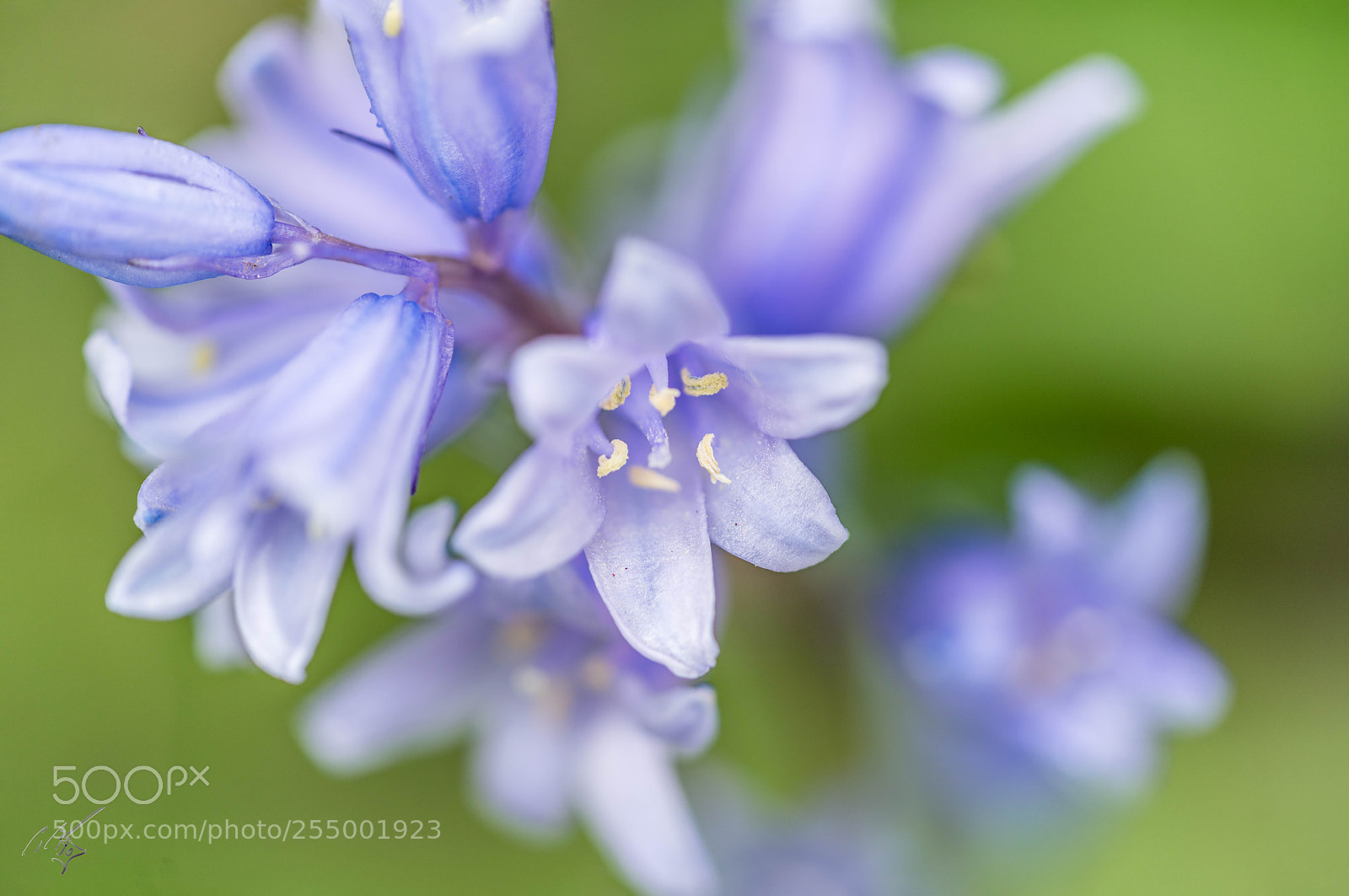 Sony a7R II sample photo. Blue bells photography