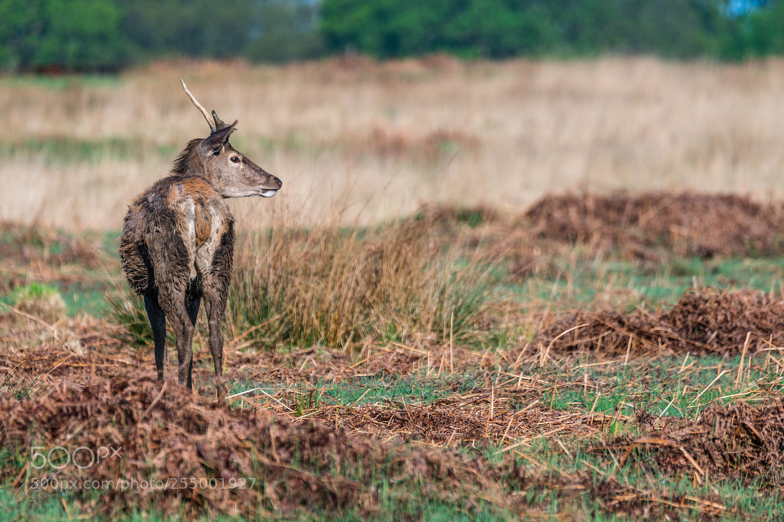 Sony a7R II sample photo. Red deer photography