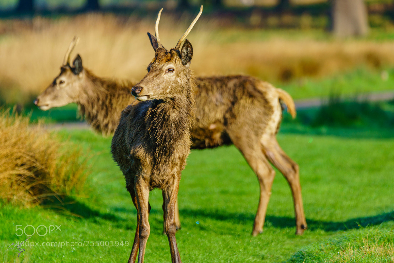 Sony a7R II sample photo. Red deer photography