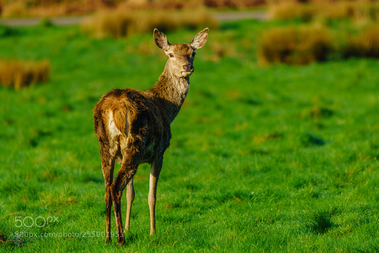 Sony a7R II sample photo. Red deer photography