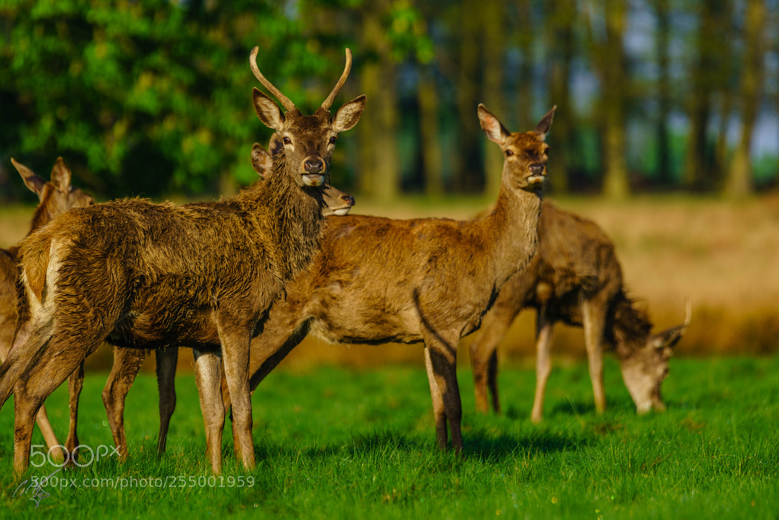 Sony a7R II sample photo. Red deer photography