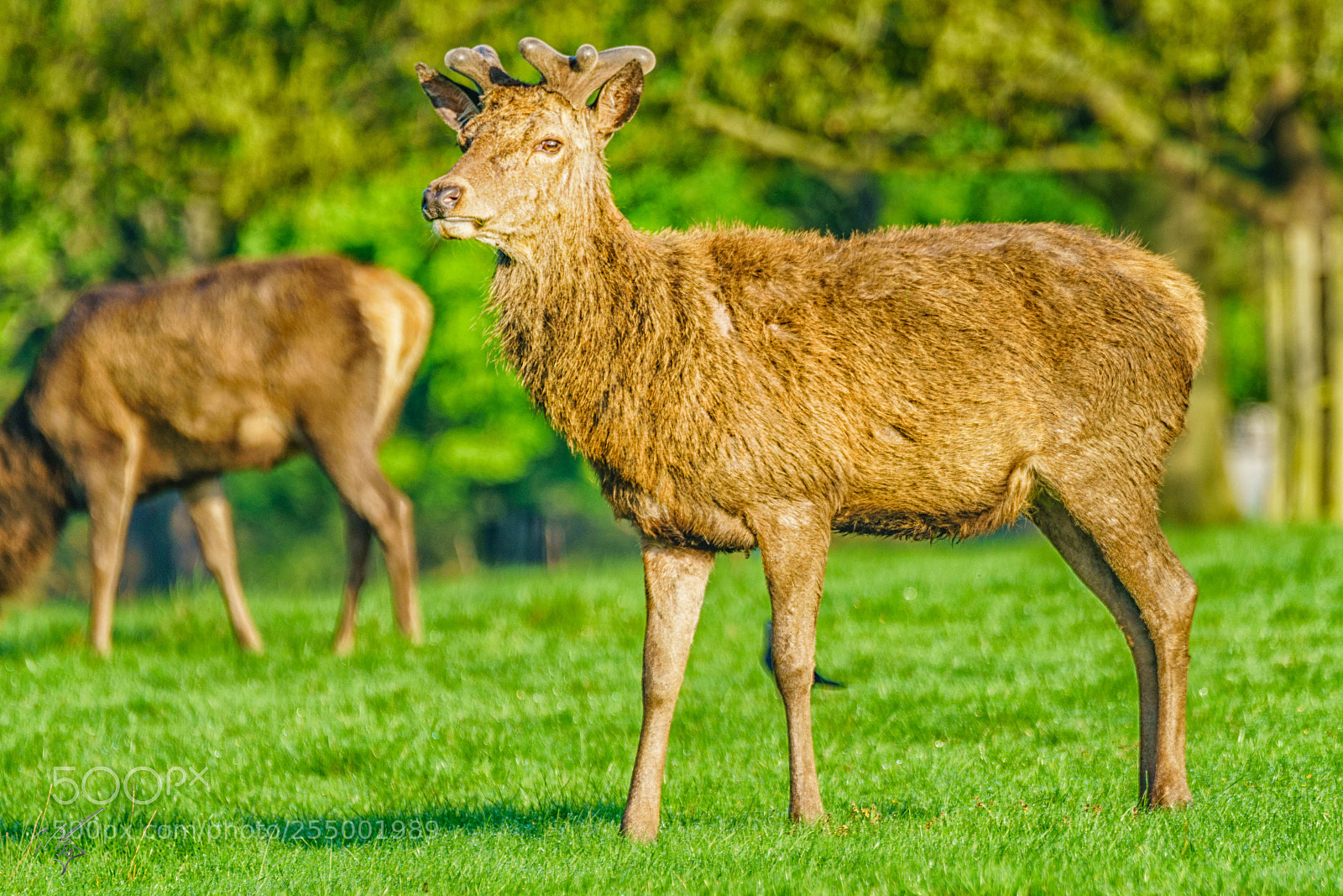 Sony a7R II sample photo. Red deer photography