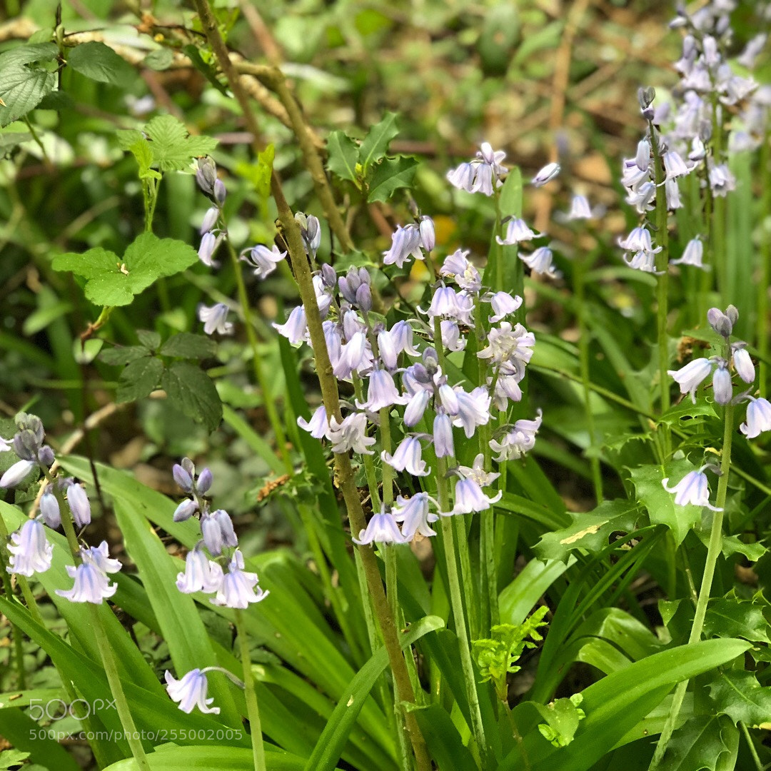 Apple iPhone 8 Plus sample photo. Bluebells photography