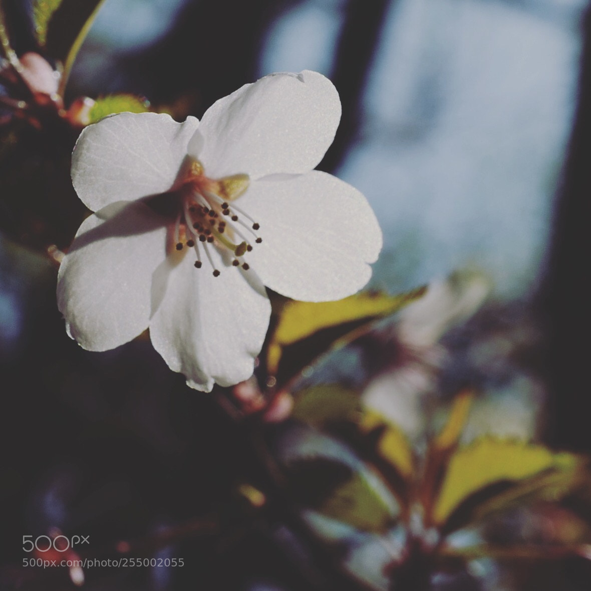 Leica Q (Typ 116) sample photo. Sakura blossom photography
