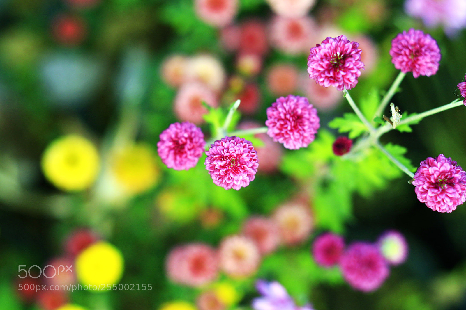 Canon EOS-1D X sample photo. �������������������������������������������������������������������������������������������������... photography