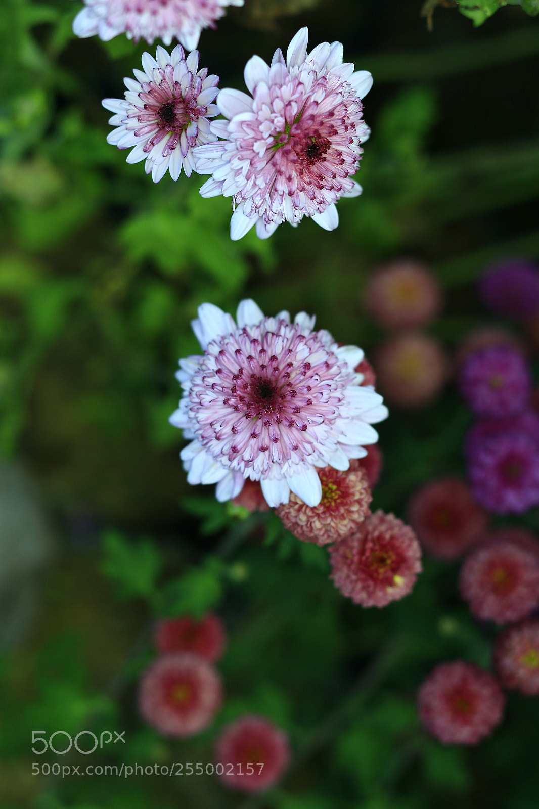 Canon EOS-1D X sample photo. �������������������������������������������������������������������������������������������������... photography