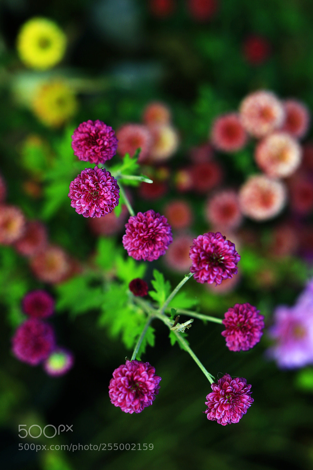 Canon EOS-1D X sample photo. �������������������������������������������������������������������������������������������������... photography
