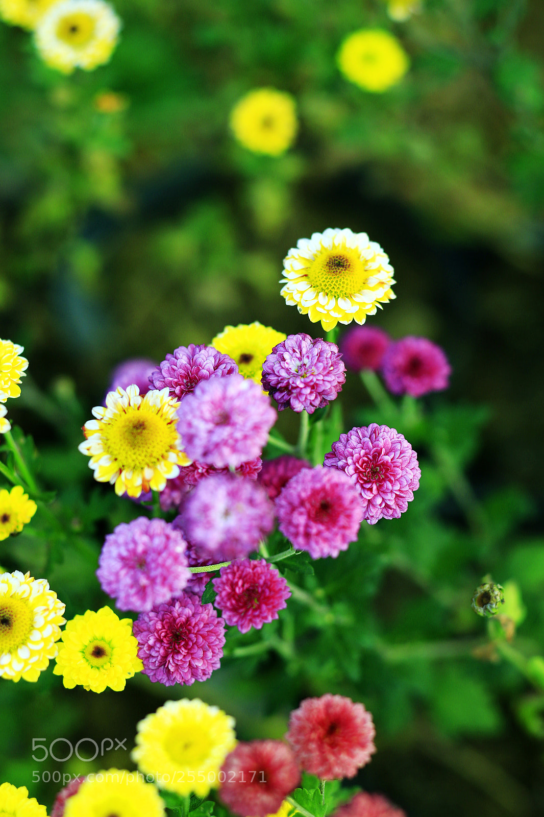 Canon EOS-1D X sample photo. �������������������������������������������������������������������������������������������������... photography