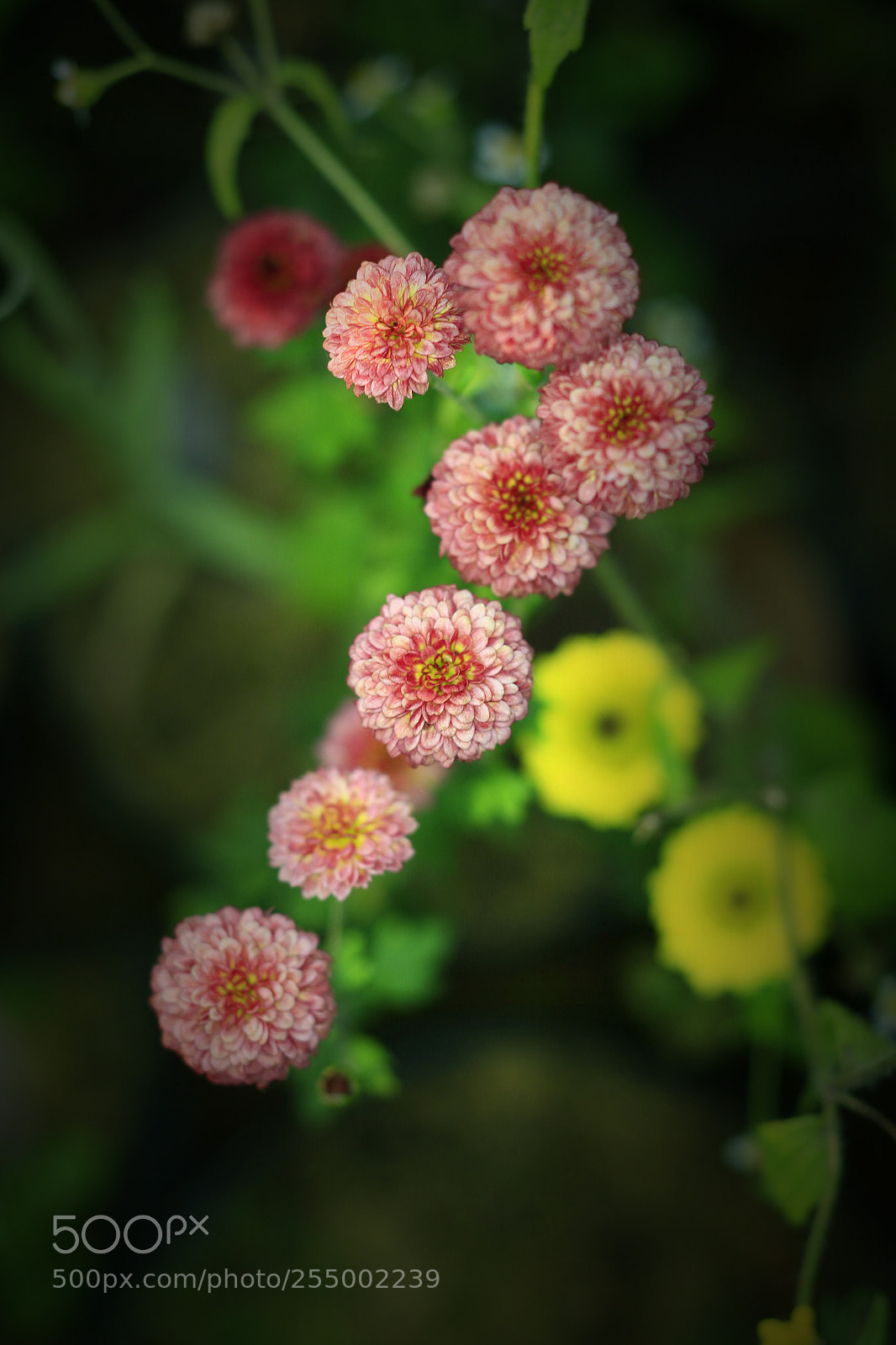 Canon EOS-1D X sample photo. �������������������������������������������������������������������������������������������������... photography