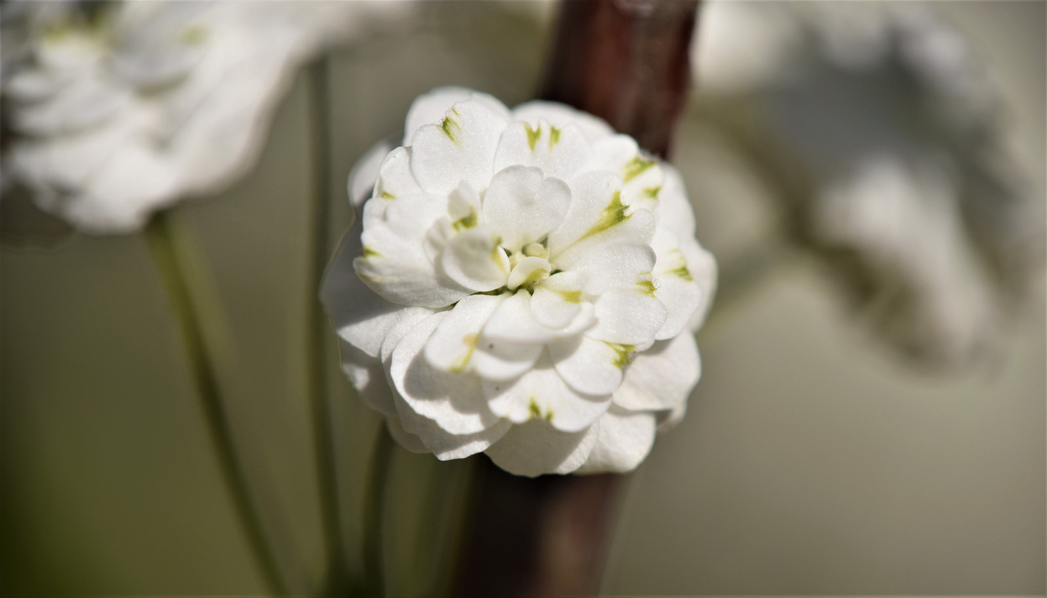Nikon D3300 sample photo. Little white rose photography