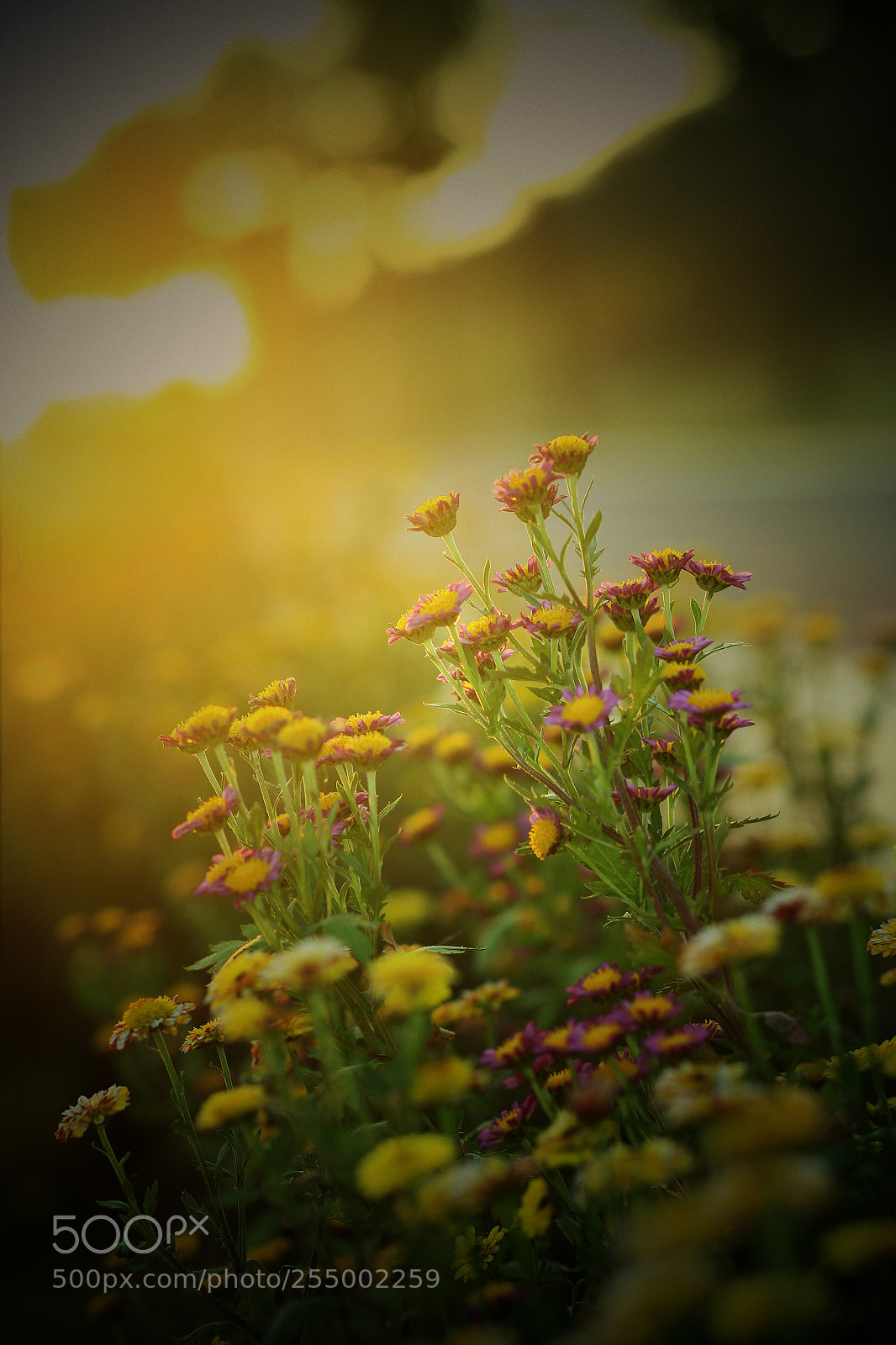 Canon EOS-1D X sample photo. �������������������������������������������������������������������������������������������������... photography