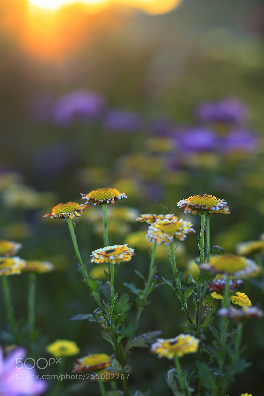 Canon EOS-1D X sample photo. �������������������������������������������������������������������������������������������������... photography