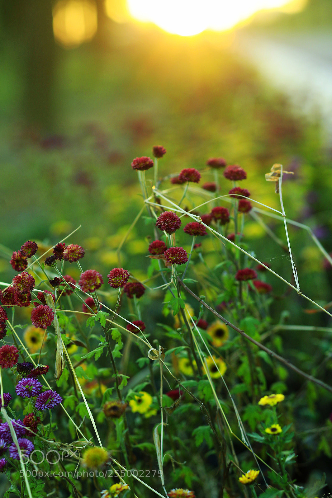 Canon EOS-1D X sample photo. �������������������������������������������������������������������������������������������������... photography