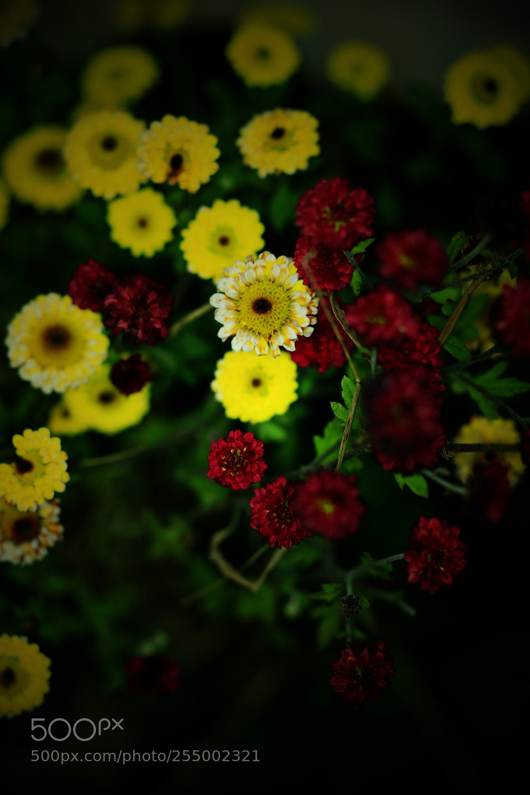 Canon EOS-1D X sample photo. �������������������������������������������������������������������������������������������������... photography