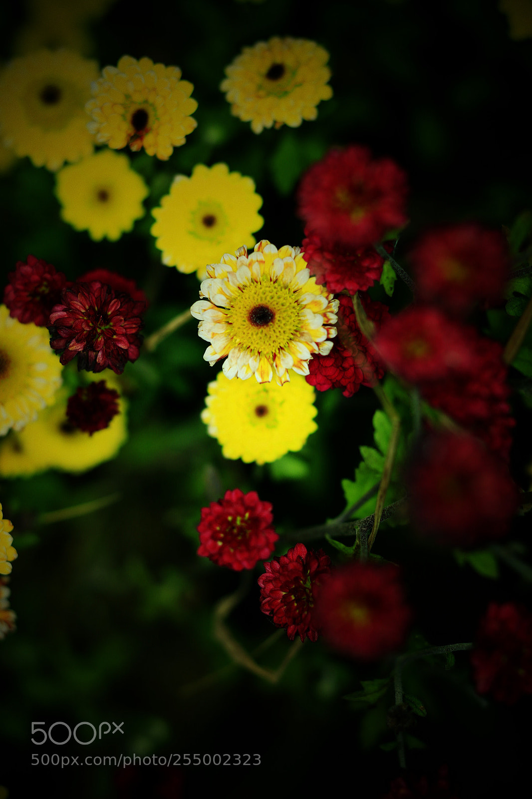 Canon EOS-1D X sample photo. �������������������������������������������������������������������������������������������������... photography