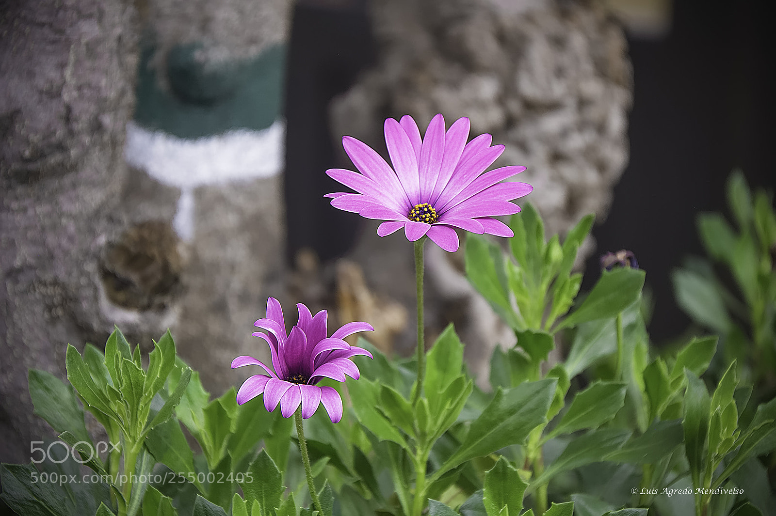 Nikon D90 sample photo. Beautiful african daisy flower photography