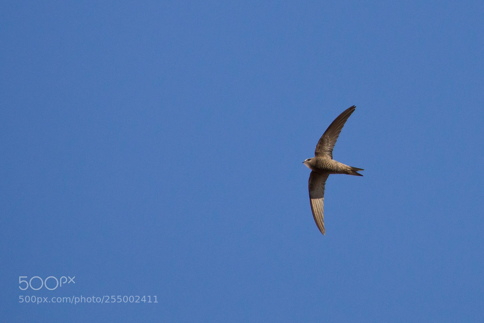 Canon EOS-1D Mark IV sample photo. Speed and free photography