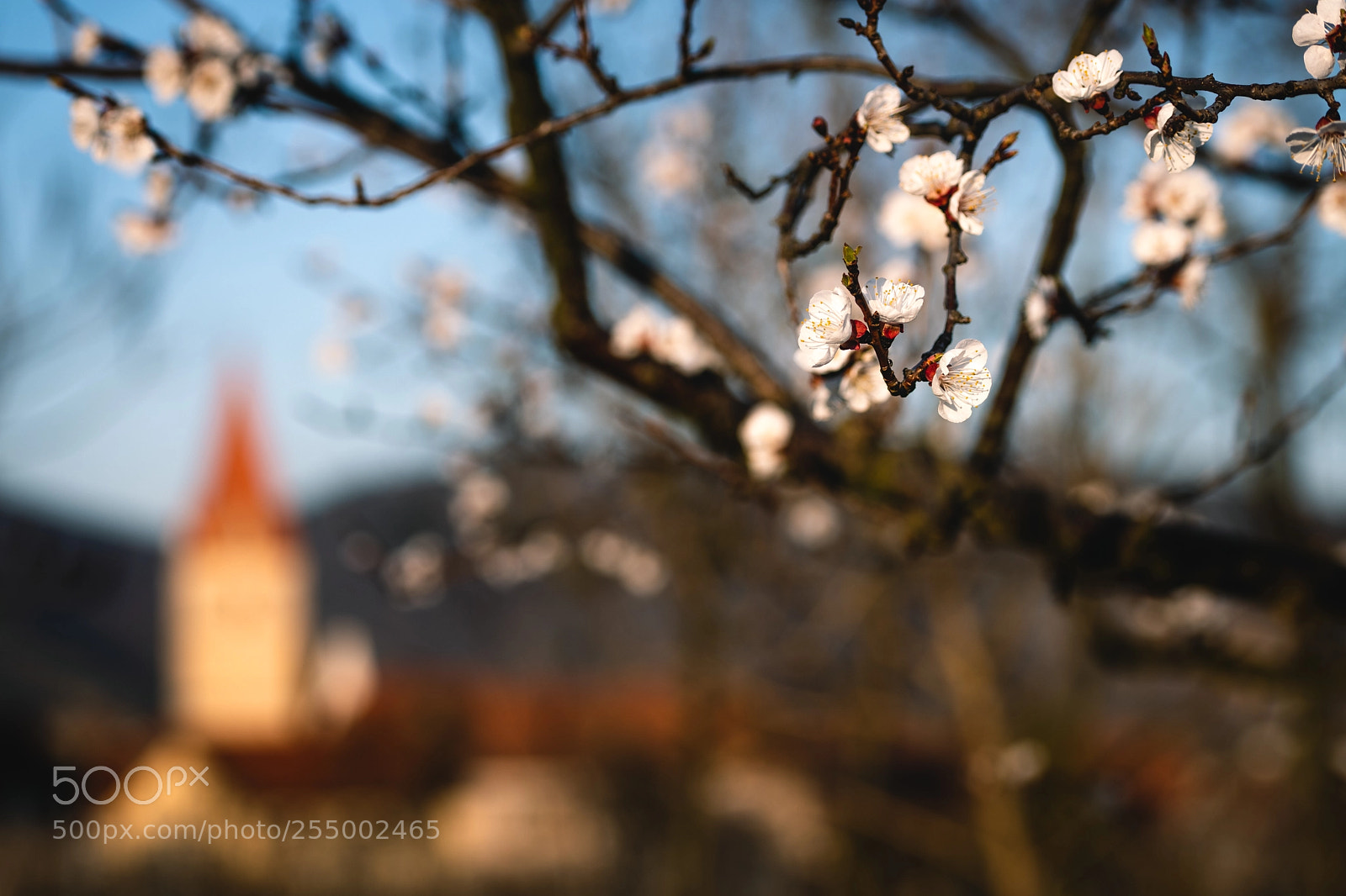 Nikon D850 sample photo. Marillenblüte weissenkirchen photography