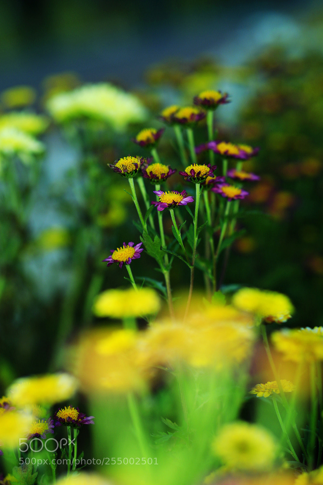 Canon EOS-1D X sample photo. �������������������������������������������������������������������������������������������������... photography