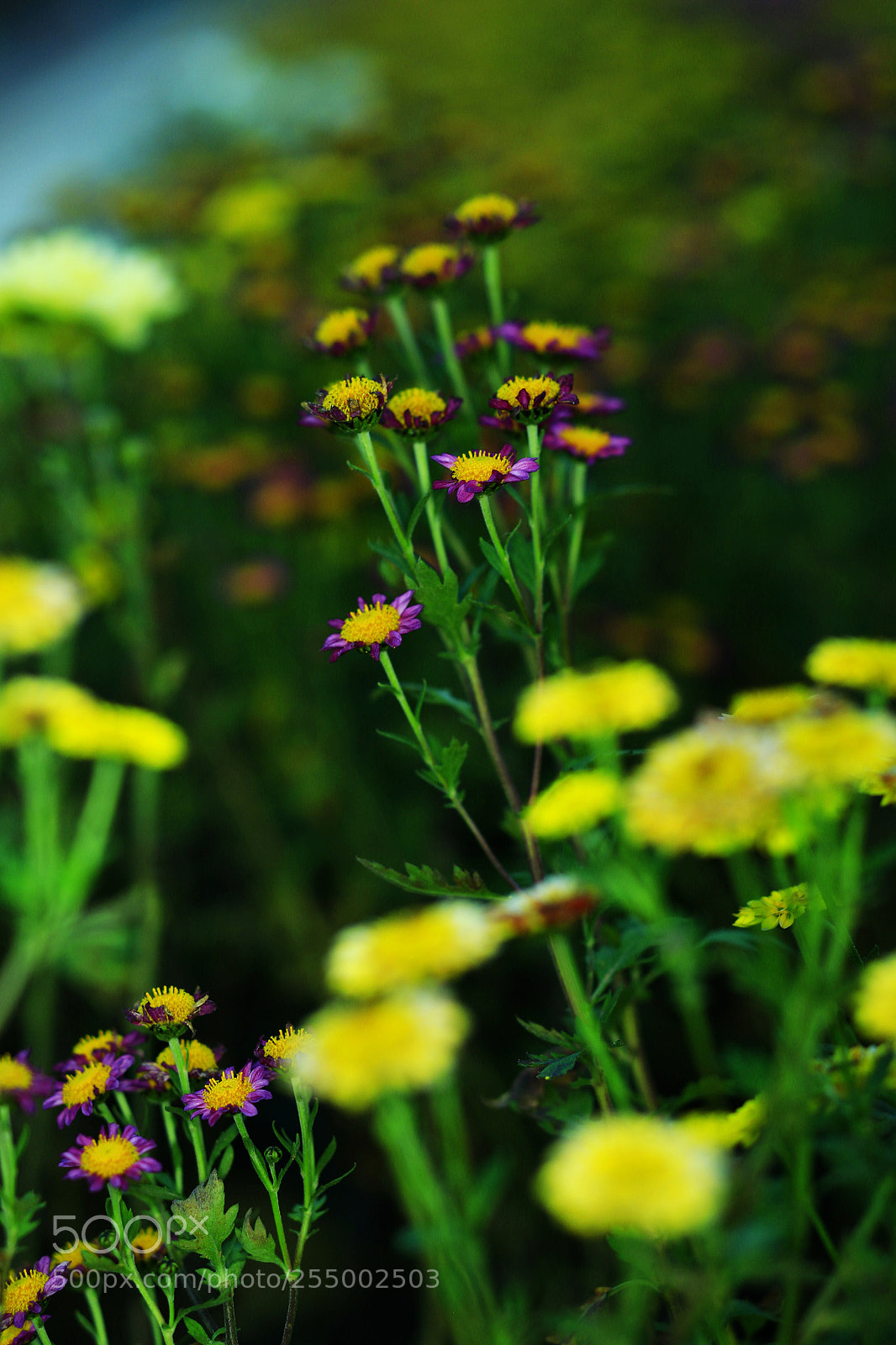 Canon EOS-1D X sample photo. �������������������������������������������������������������������������������������������������... photography