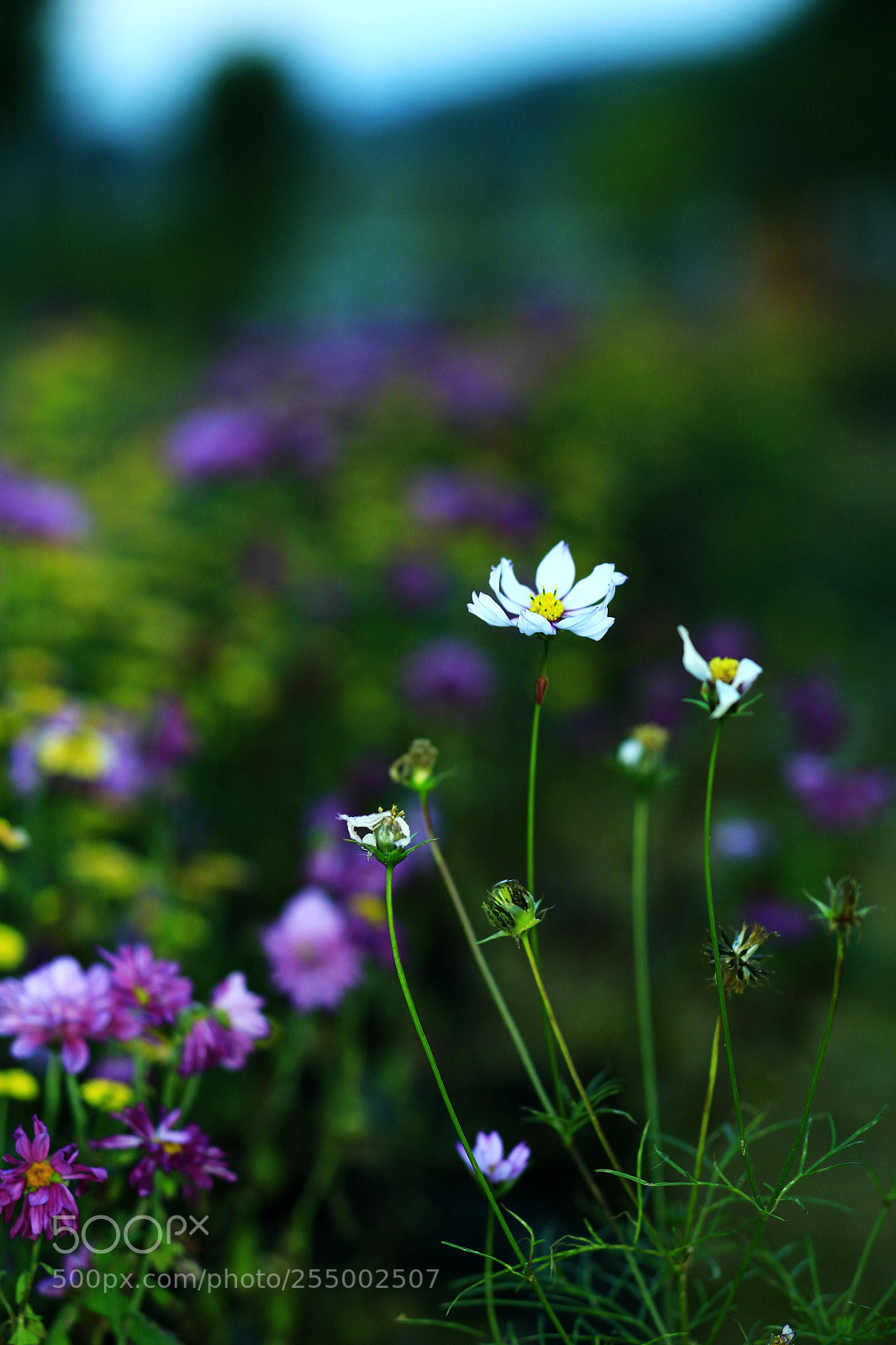 Canon EOS-1D X sample photo. �������������������������������������������������������������������������������������������������... photography