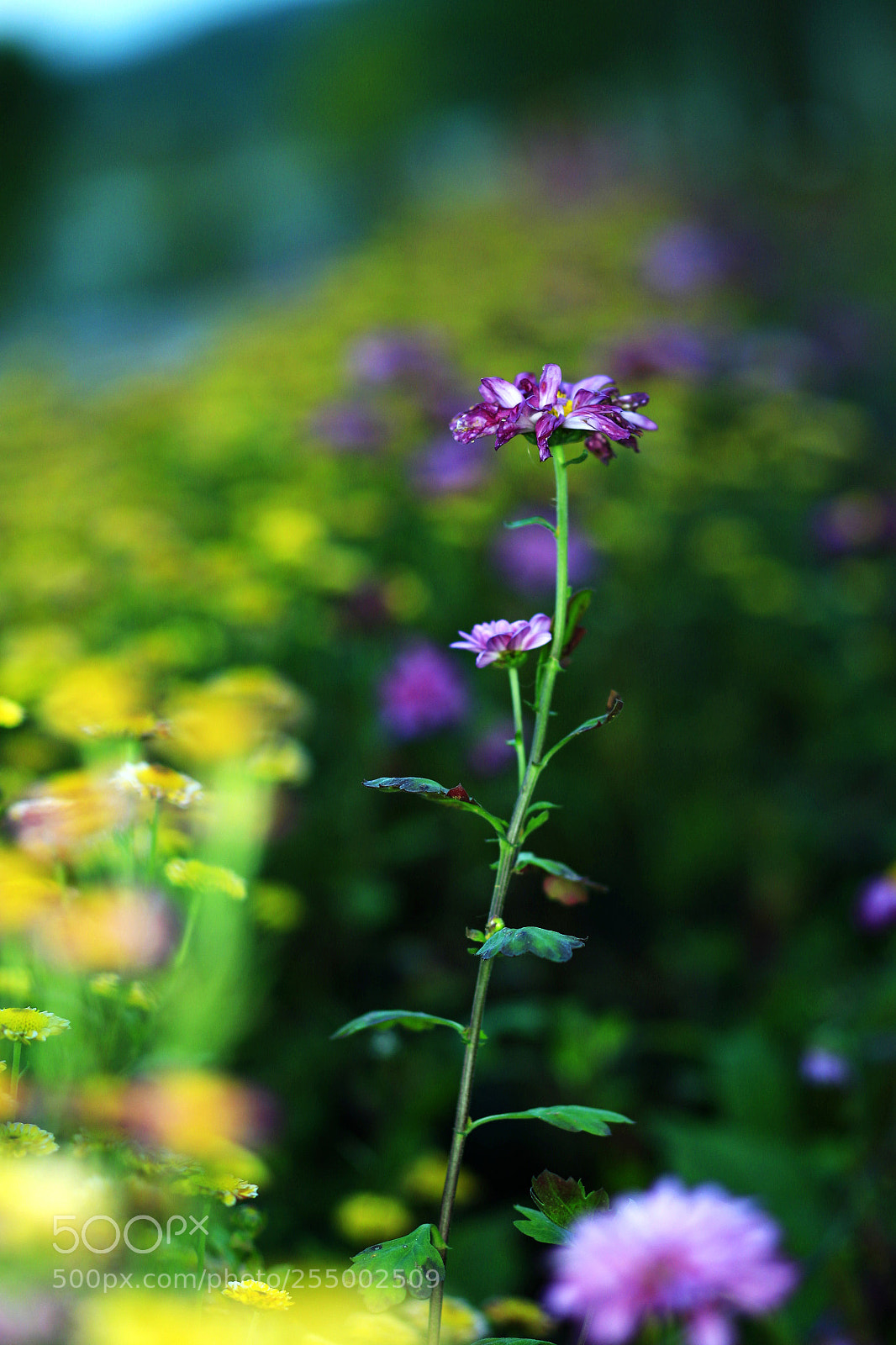 Canon EOS-1D X sample photo. �������������������������������������������������������������������������������������������������... photography