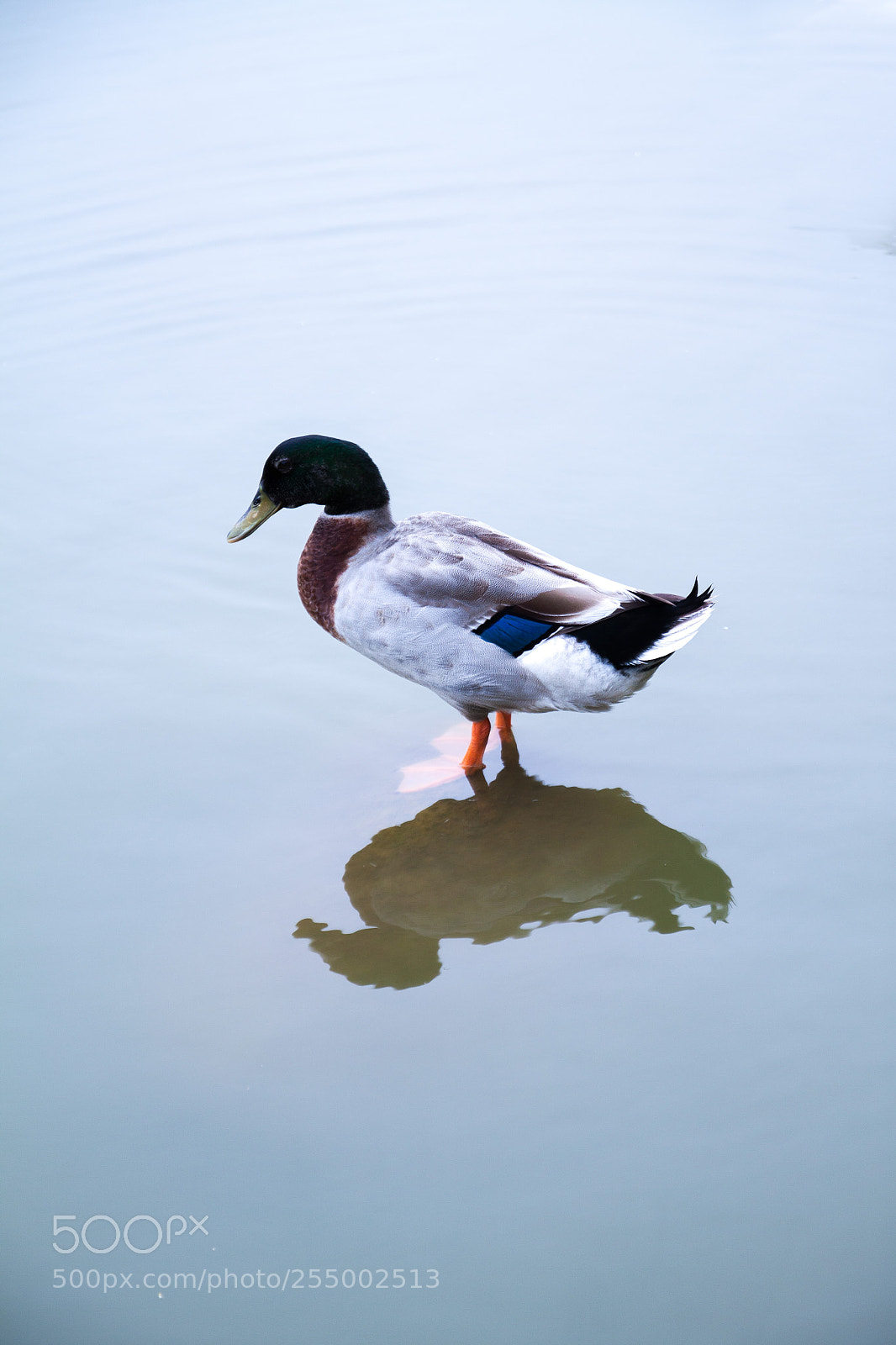 Canon EOS 50D sample photo. 鸭子 photography
