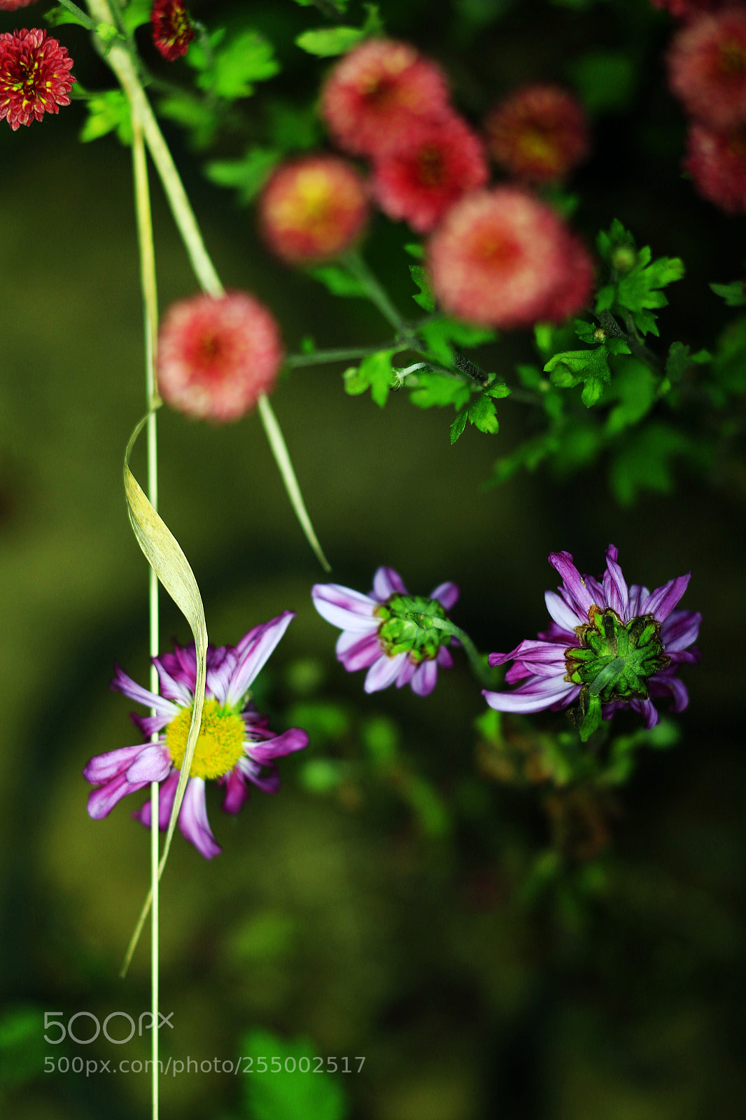 Canon EOS-1D X sample photo. �������������������������������������������������������������������������������������������������... photography
