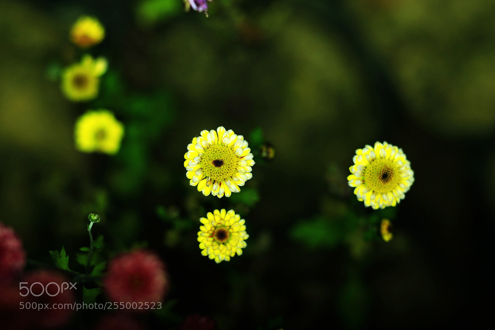 Canon EOS-1D X sample photo. �������������������������������������������������������������������������������������������������... photography