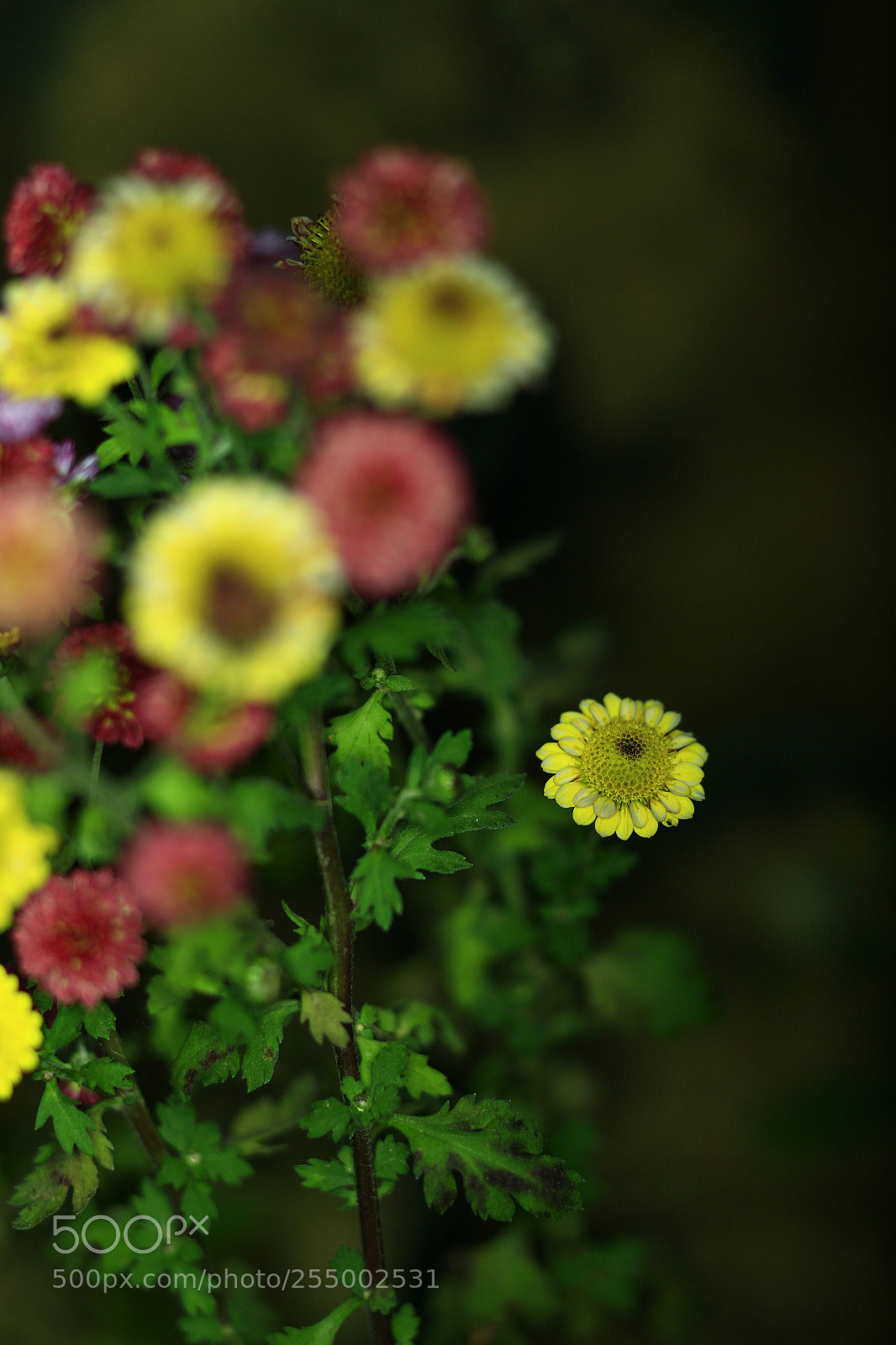 Canon EOS-1D X sample photo. �������������������������������������������������������������������������������������������������... photography