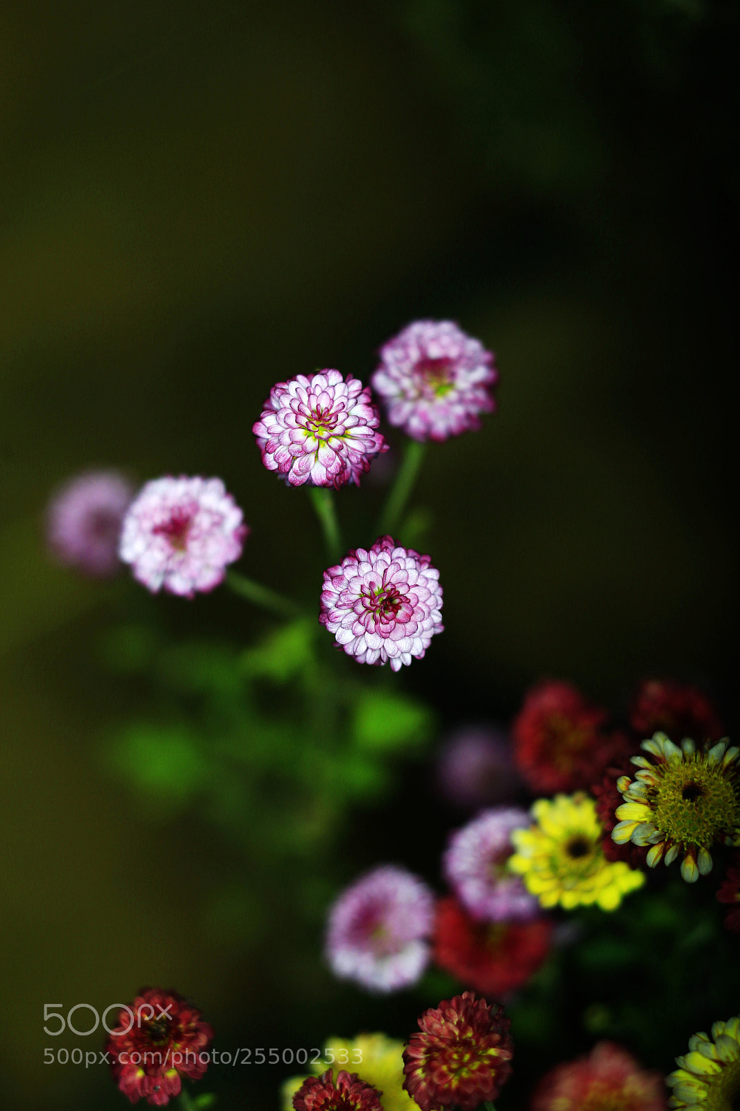 Canon EOS-1D X sample photo. �������������������������������������������������������������������������������������������������... photography