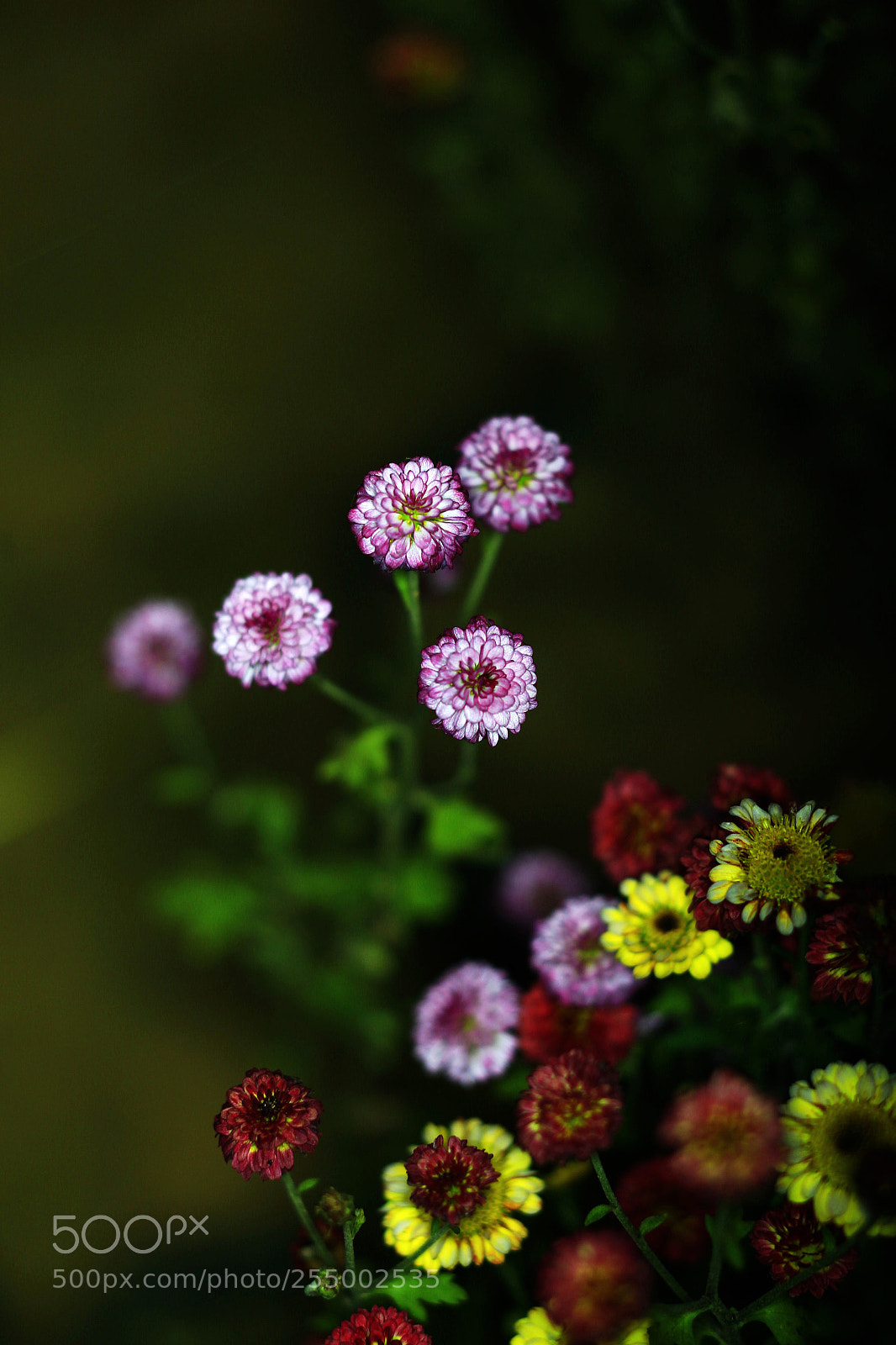 Canon EOS-1D X sample photo. �������������������������������������������������������������������������������������������������... photography