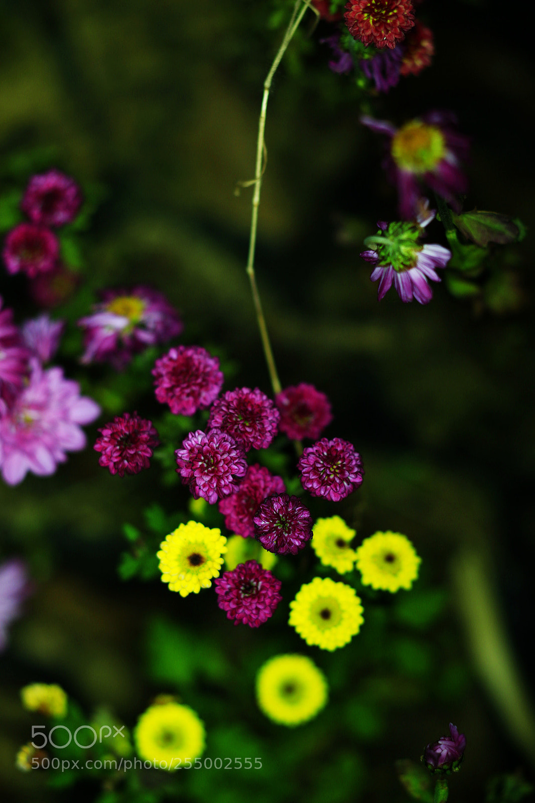 Canon EOS-1D X sample photo. �������������������������������������������������������������������������������������������������... photography