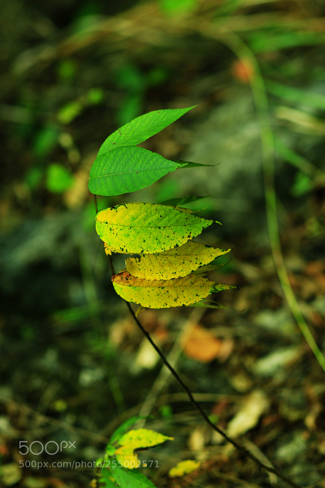 Canon EOS-1D X sample photo. �������������������������������������������������������������������������������������������������... photography