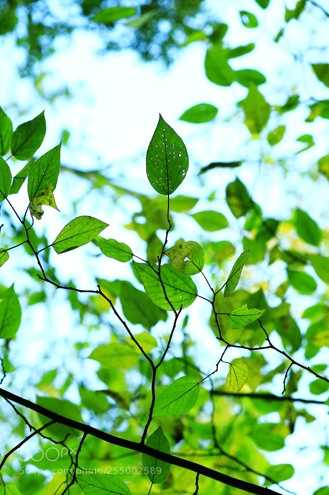 Canon EOS-1D X sample photo. �������������������������������������������������������������������������������������������������... photography