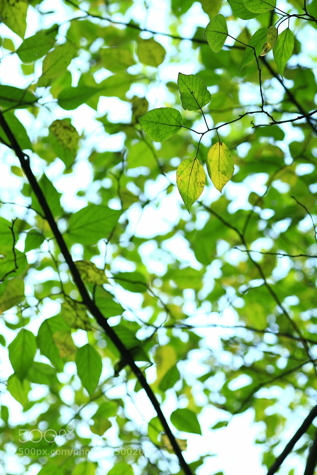 Canon EOS-1D X sample photo. �������������������������������������������������������������������������������������������������... photography