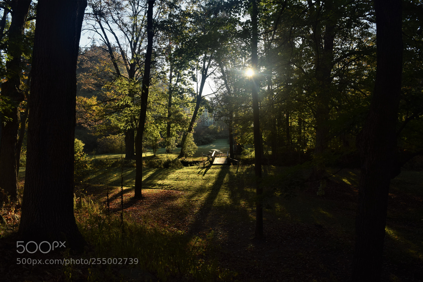 Nikon D3300 sample photo. Follow the light photography