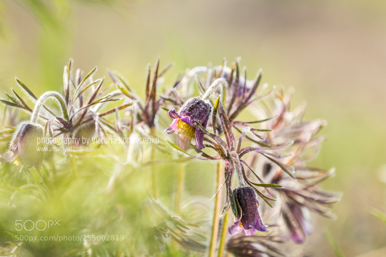 Canon EOS 80D sample photo. Eastern pasqueflower, prairie crocus photography