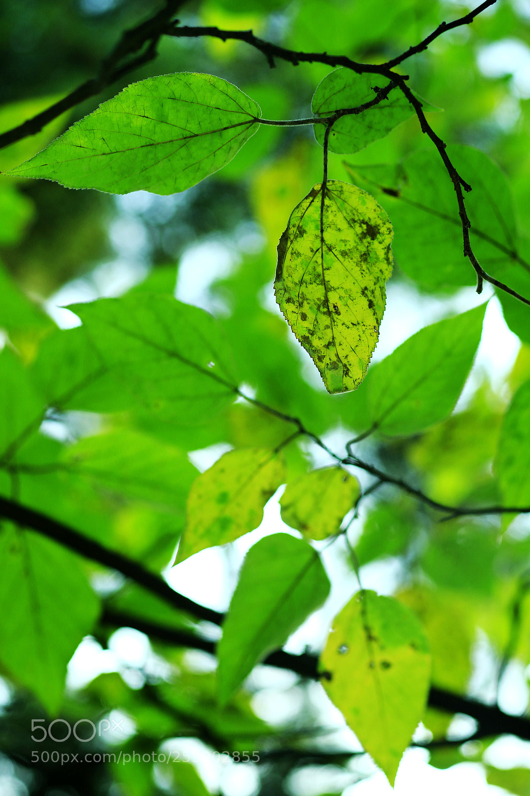 Canon EOS-1D X sample photo. �������������������������������������������������������������������������������������������������... photography