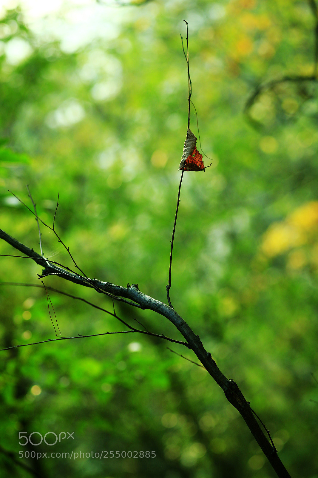 Canon EOS-1D X sample photo. �������������������������������������������������������������������������������������������������... photography