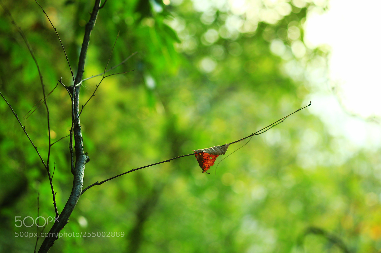 Canon EOS-1D X sample photo. �������������������������������������������������������������������������������������������������... photography
