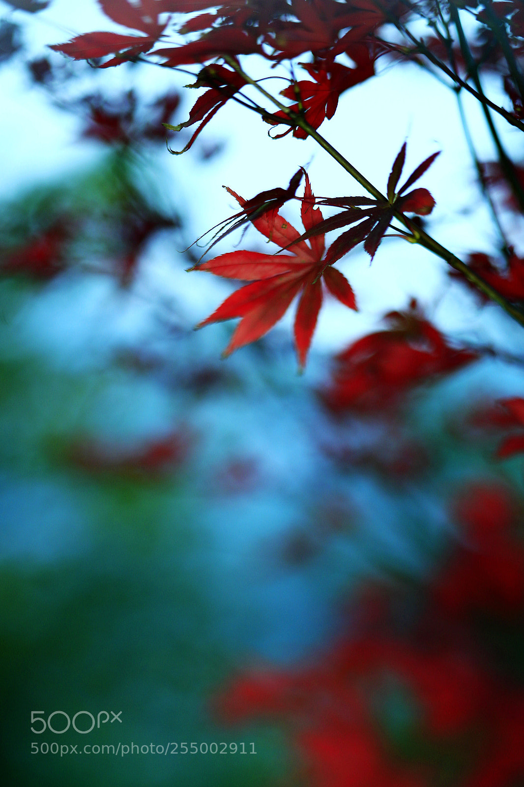 Canon EOS-1D X sample photo. �������������������������������������������������������������������������������������������������... photography