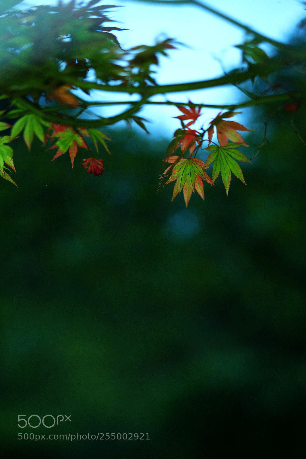 Canon EOS-1D X sample photo. �������������������������������������������������������������������������������������������������... photography