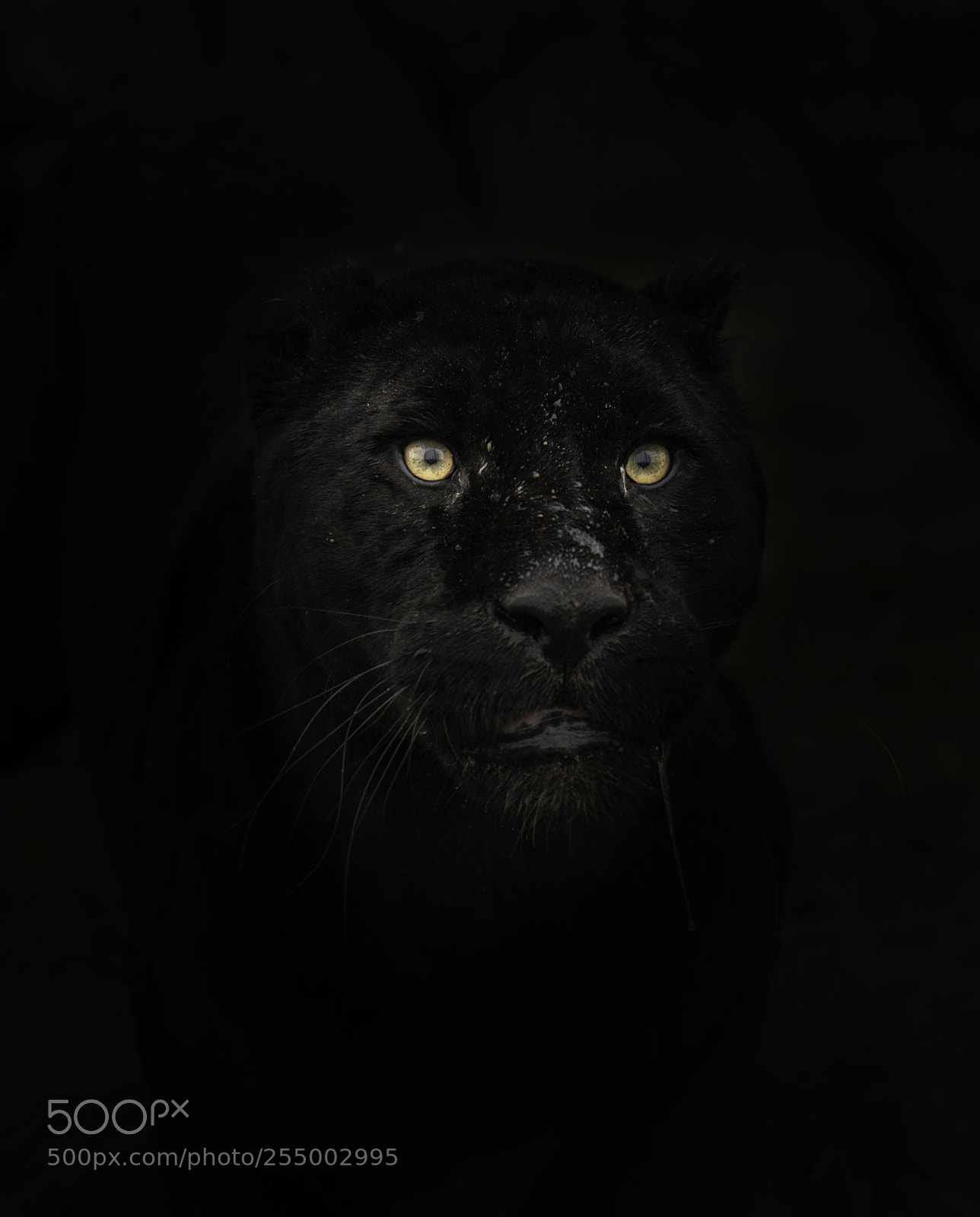 Nikon D5 sample photo. Black jaguar photography