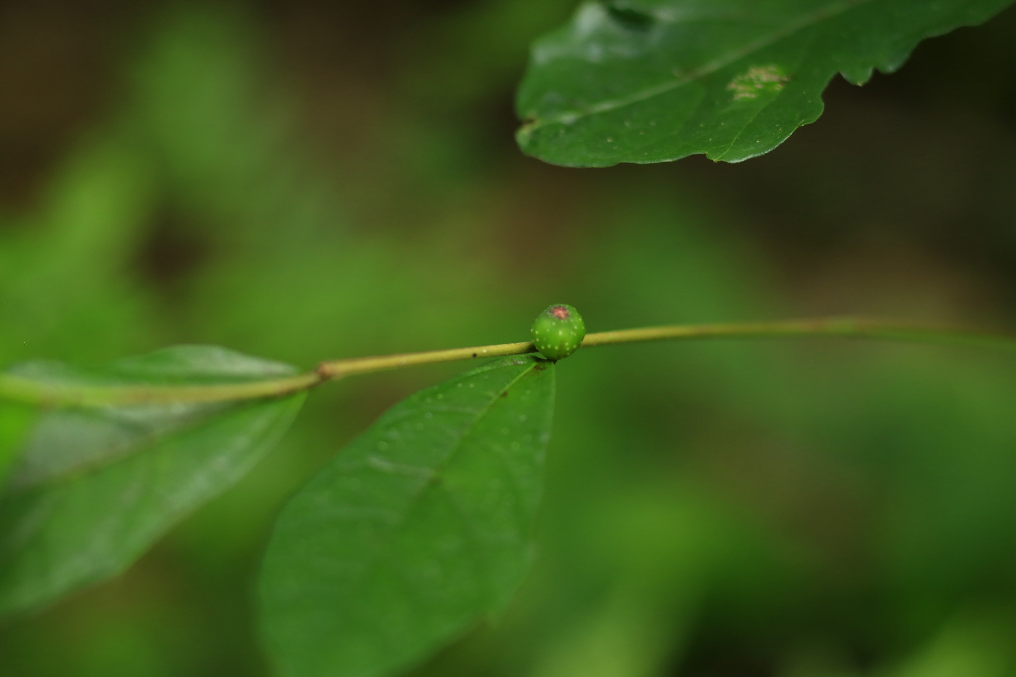 Canon TS-E 90mm F2.8 Tilt-Shift sample photo. 副本 photography