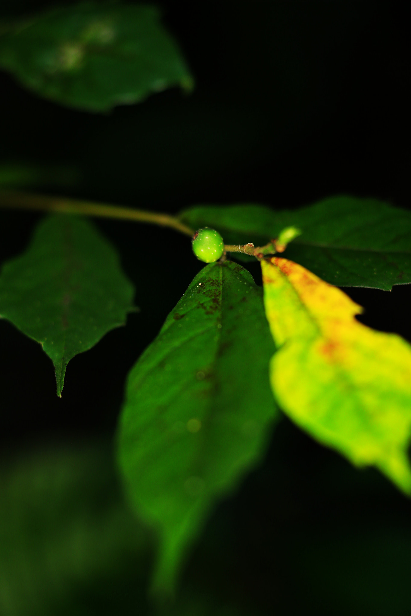 Canon TS-E 90mm F2.8 Tilt-Shift sample photo. 副本 photography